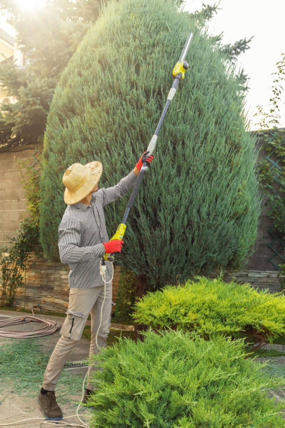 Best Tree Preservation Services  in Cohasset, MN